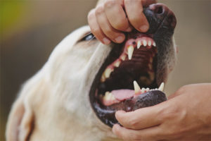 Làm thế nào để hiểu một con chó đau răng