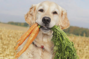 Quines verdures i verdures pot tenir un gos