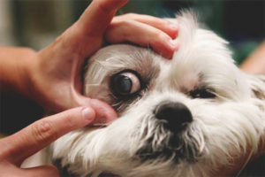 التهاب الملتحمة في الكلاب