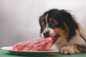 Мога ли да давам свинско месо на кучета?