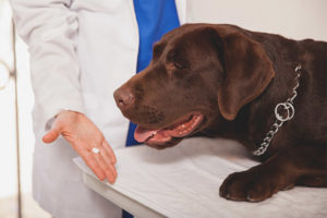 Мога ли да дам на кучето си аспирин?