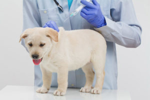 Est-il possible de promener un chien après la vaccination