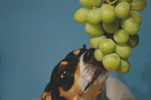 يمكن إعطاء الكلاب العنب