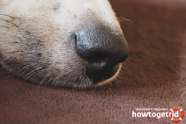Le principali cause di un naso secco e caldo in un cane