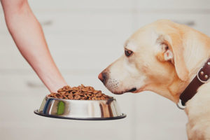 Per què el gos no menja menjar sec
