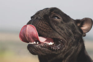 Защо кучето стърчи езика си
