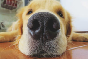 Prečo má pes mokrý nos
