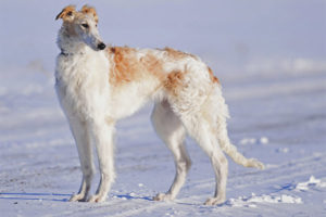 Rysk hundgråhund