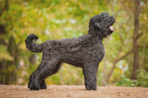 Russian black terrier