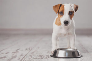 Günde kaç kez bir köpek yavrusu beslemeniz gerekiyor?