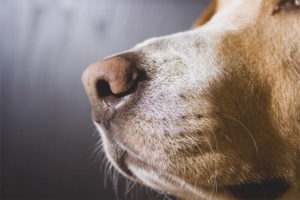 Hunden har en torr näsa