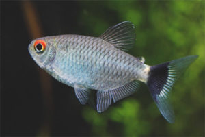 Akvarijska ribica filomena