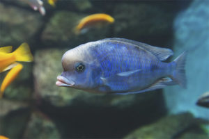 Zilas delfīnu akvārija zivis