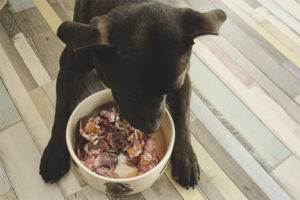 Com alimentar un gos amb menjar natural