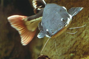 Kırmızı kuyruklu yayın balığı