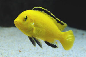 Labidochromis sárga