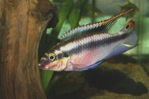 Pelvicachromis пулвер