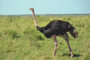Afrikaanse struisvogel