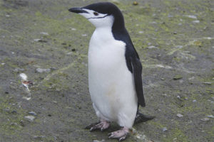 Pinguino Antartico