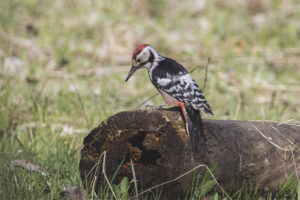 Woodpecker s bijelim leđima