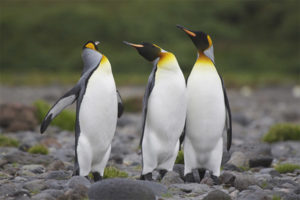 Kráľ tučniaka