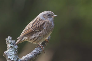 Forest Accentor