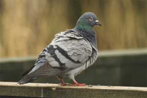 Gray pigeon