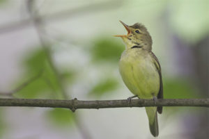 Mockingbird verde