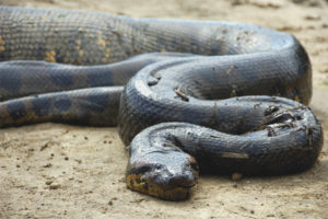 Anaconda vulgaris