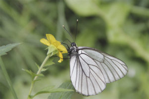 Blanc de papallona