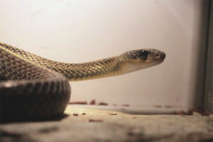Stor-øjet slange