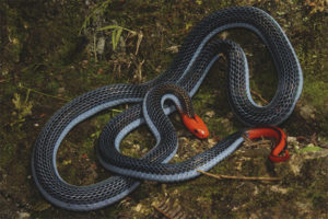 Serpente ghiandolare bipartito