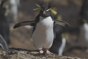 Pinguino Crestato