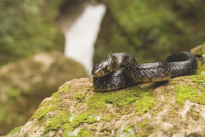 Индиго змија
