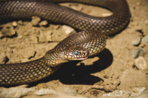 Каспијска змија