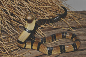 Prstencová vodná kobra