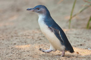 Мали пингвин
