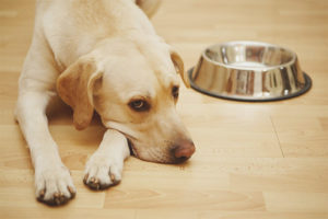 Al·lèrgia al menjar per a gossos
