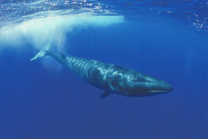 Finwal wieloryba