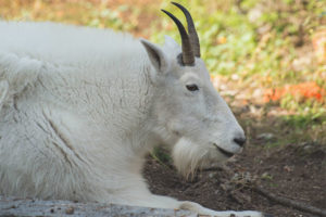 Snow goat
