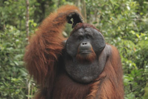 Sumatras Orangutāns