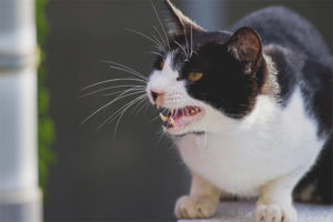 Rasy kotów agresywnych