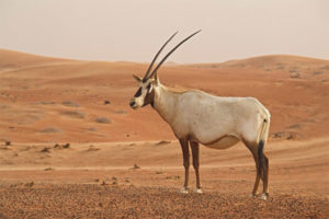 Arabisk oryx