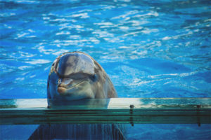 Dolphinose delfín z Černého moře