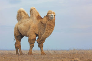 Bactrian kameli