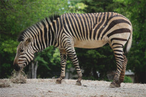 Hegyi zebra