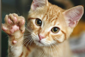 Com ensenyar a un gat o gat a donar una pota