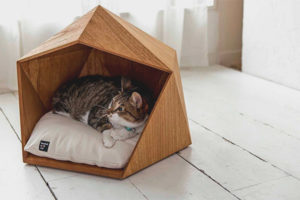Cum să antrenezi o pisică sau o pisică într-o casă