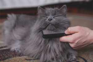 Jak se starat o kočičí vlasy