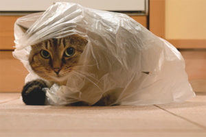 El gat llepa els paquets
